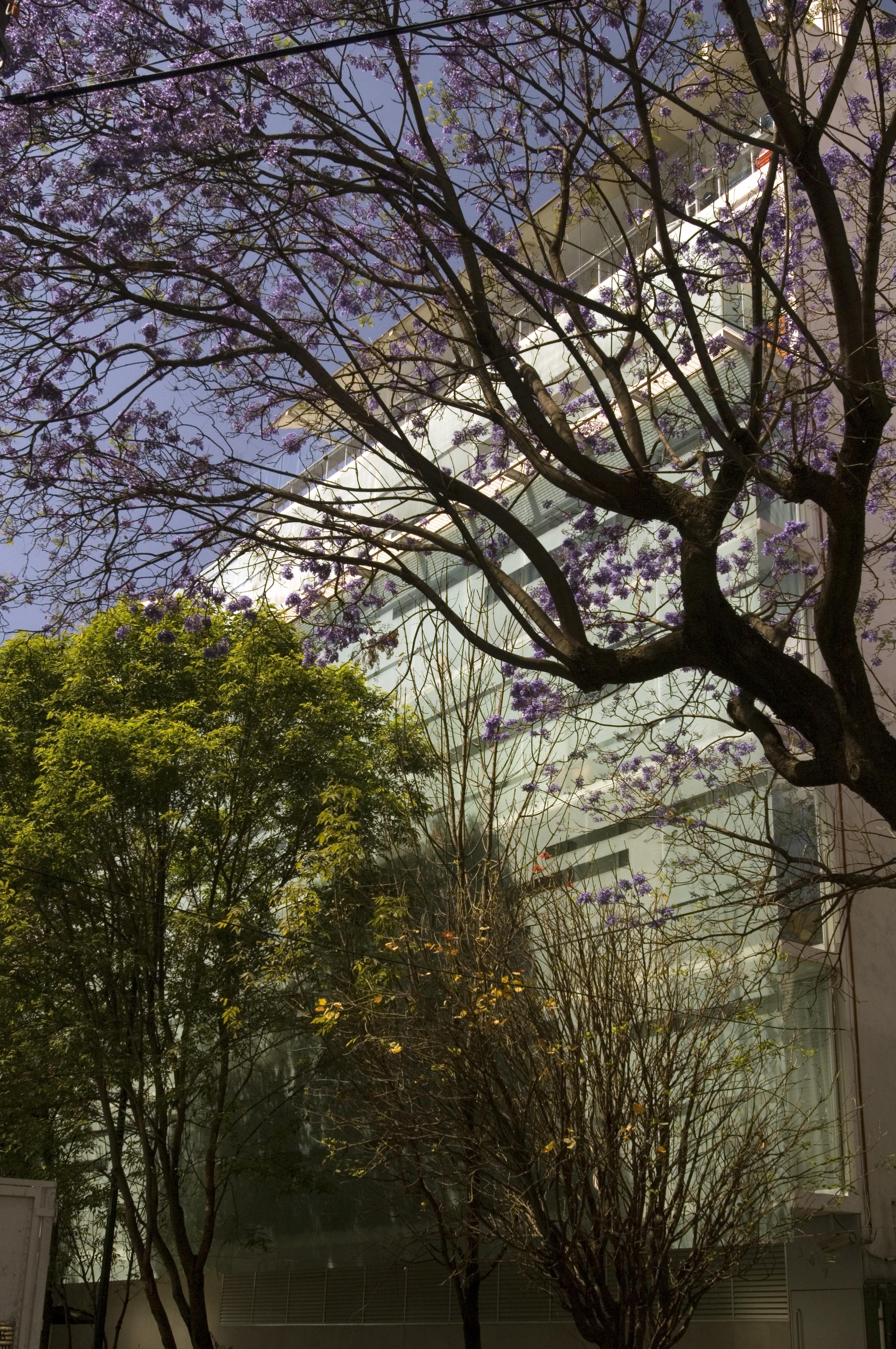 Habita, Mexico City, A Member Of Design Hotels Bagian luar foto